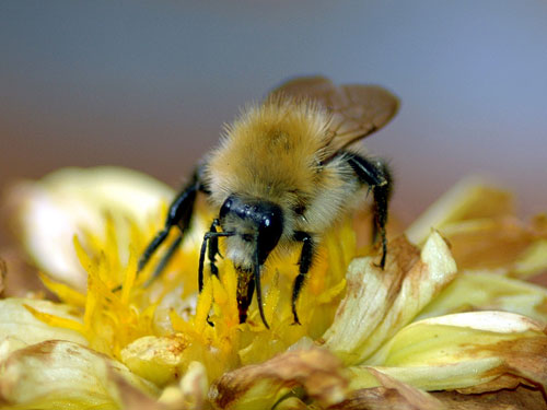 Biene beim Nektarsammeln